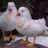 птица