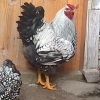птица