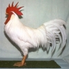 птица