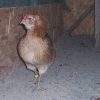 птица