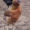 птица