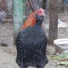птица
