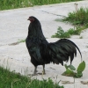 птица