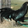птица