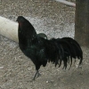 птица