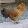 птица