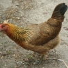 птица