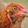 птица