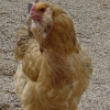 птица