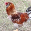 птица