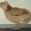 птица