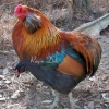 птица