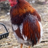 птица