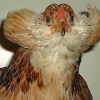 птица