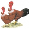 птица