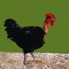 птица
