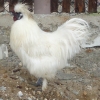 птица