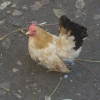 птица