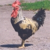 птица