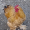 птица