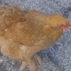 птица
