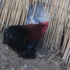 птица