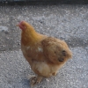 птица