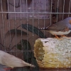 птица