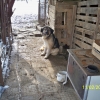 птица