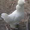 птица