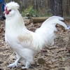 птица