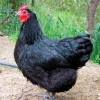 птица