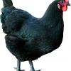 птица