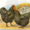 птица