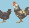 птица