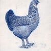 птица