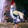 птица