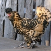 птица