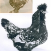 птица
