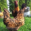 птица