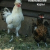 птица