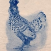 птица
