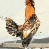 птица