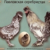 птица