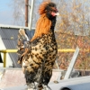 птица