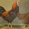 птица