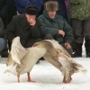 птица