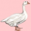 птица