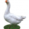 птица
