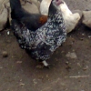 птица